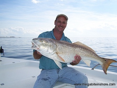 Mike from Pensacola had his hands full with this MONSTER red estimated weight was over 35lbs. Just look at the belly on this thing!