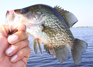 east lake toho crappie