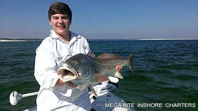 The big reds are biting this spring.