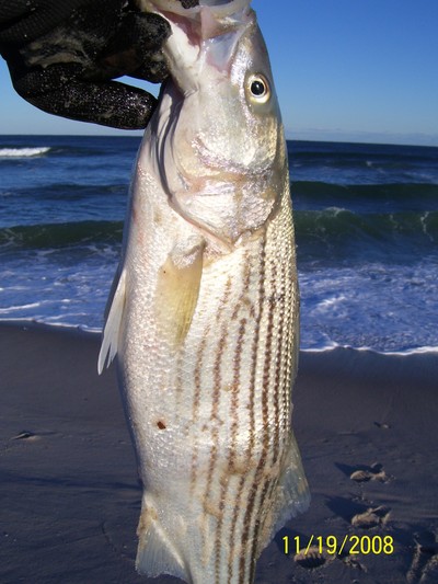 Short Striper w/ odd gut MOVING!