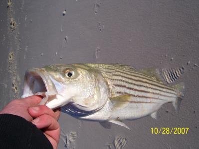 Stripers