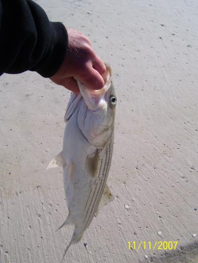 Striped Bass BABY!