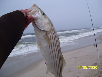Short Striper relaesd