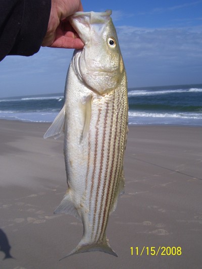Short Striper