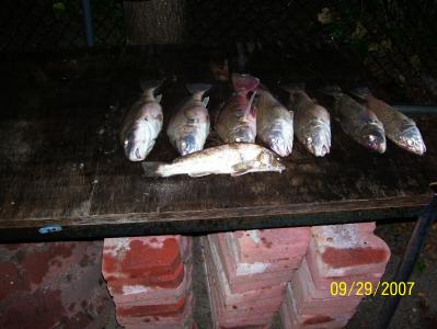 Kingfish w/ 7 Croakers