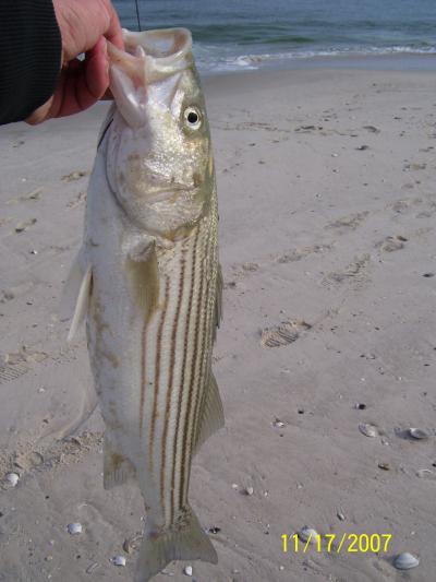 Striper