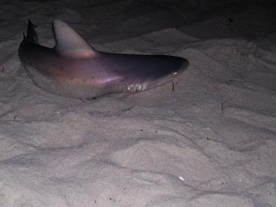Sandbar Shark