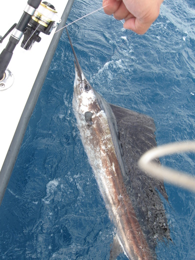 Sailfish Release!