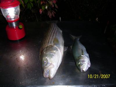 31 inch 10.25 lb. Striper and cocktail Blue