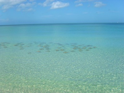 Rays concealing a school of Jacks