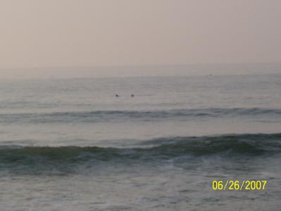 some of the dolphins