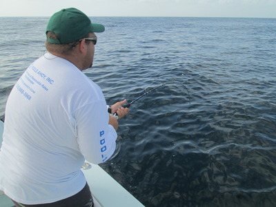 Almaco jacks fight hard