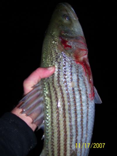 Barely Legal Striper