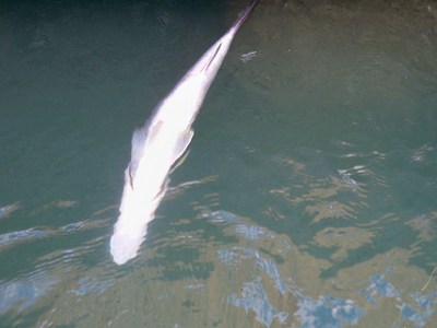 One of many snook that suffered the cold freeze.