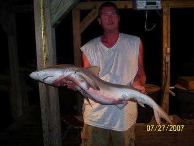 Sandbar Shark
