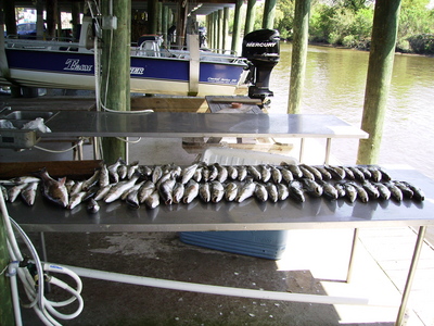 75 Speckled Trout (Limited Out!!!)