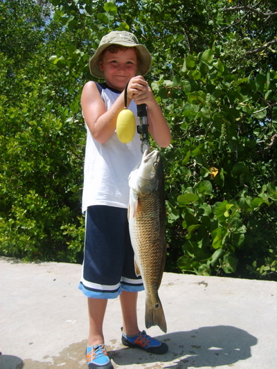 Redfish or red drum