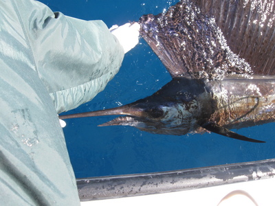 Sailfish prior to release