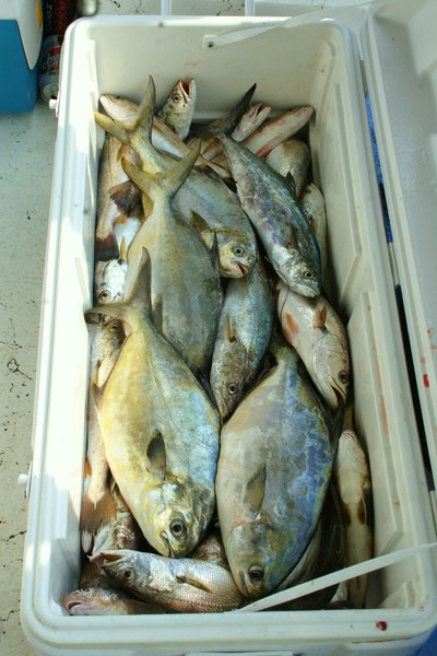 Nice mixed catch of Florida pompano, Spanish mackerel, white trout, and ground mullet aboard TEAM BRODIE CHARTERS