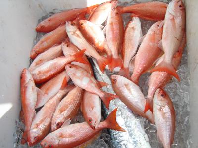 Lots of snappers caught out of Ft. Lauderdale on a drift fishing charter