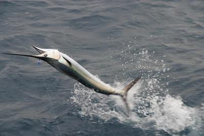 sailfish jumping
