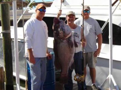 Huge grouper caught bottom wreck fishing off of Fort Lauderdale