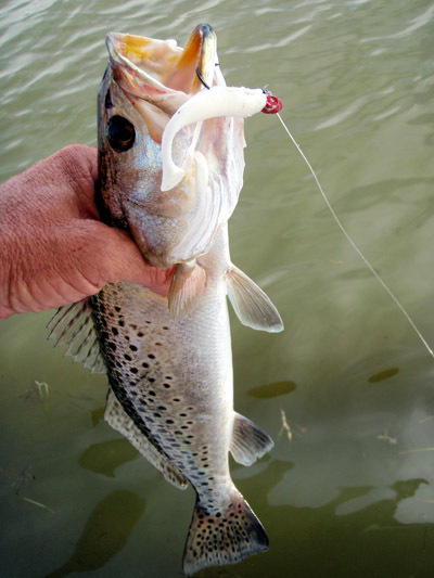 Winter trout love white soft plastics