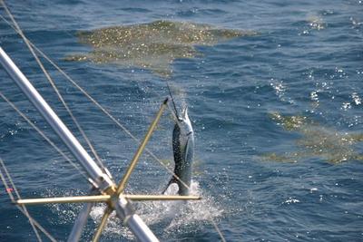 Sailfish Jumping