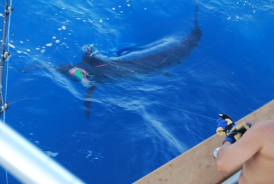 BLUE MARLIN AT THE BOAT