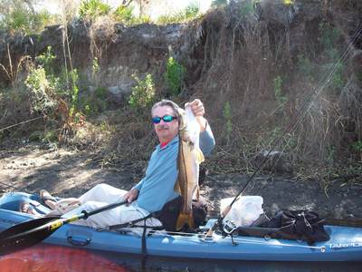 A healthy river Snook