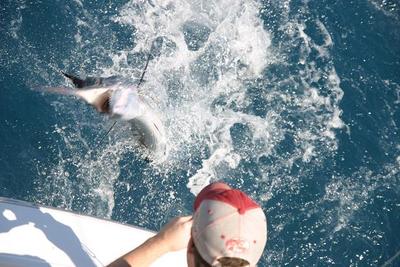 Sailfish Action Shot