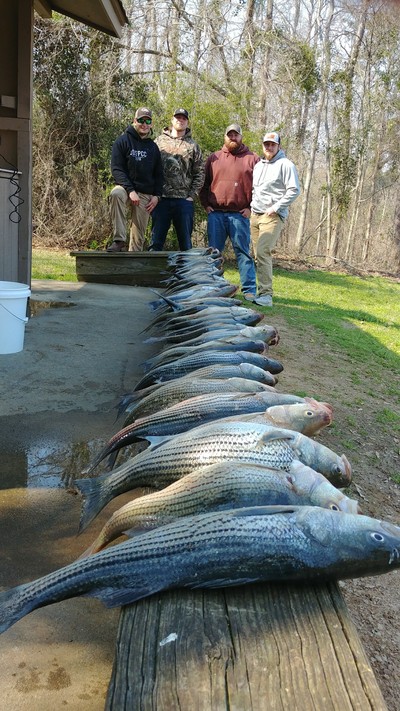Nice catch of Striped bass and hybrids while fishing with Little River Guide Service