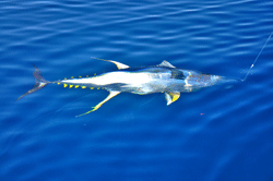 More than four hours after they hooked the fish they finally managed to drag a monster yellowfin into their small panga that now seemed much smaller with the more than 200 pound tuna taking up most of the space headed back to shore