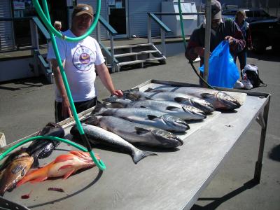A half day's catch of Springs, and some cod!
