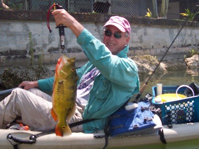 A bad picture of a great fish! 7# Peacock