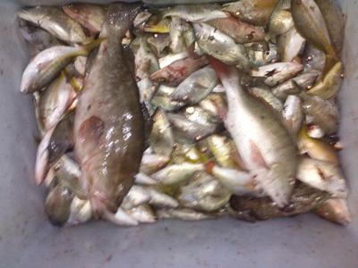 Box full of snapper
