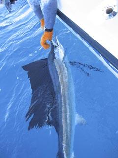 Sailfish Release by Captain Dave