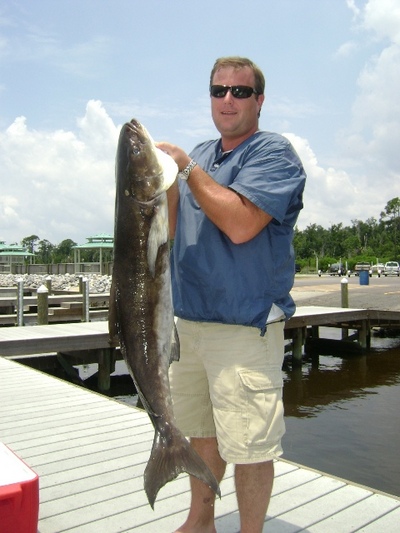 Nice Cobia