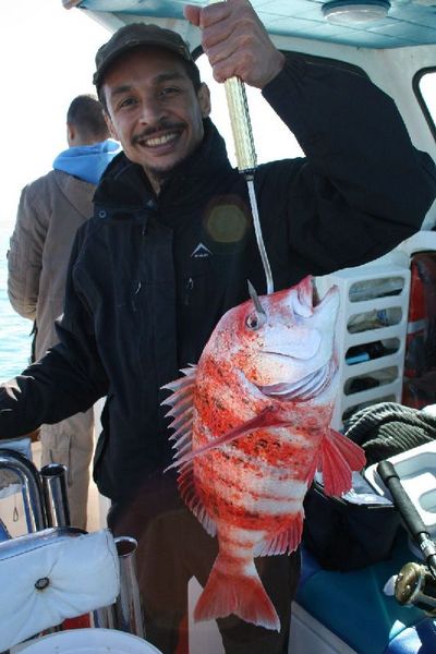 Nice 3kg Red Stumpnose