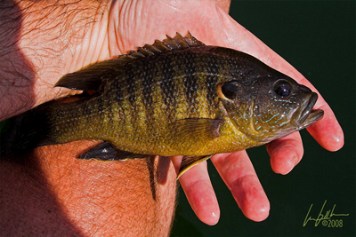 A very nice, handsome bull bluegill