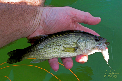 A small but very healthy largemouth