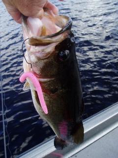 They bite Bubble Gum!