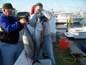 Acouple of nice tuna