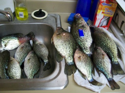 Army Vet, Ben Vincent, shows off part of his catch of big Toledo crappie