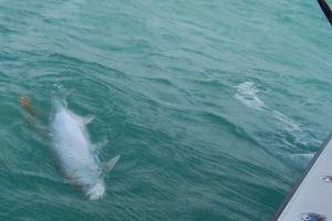 Winter Tarpon