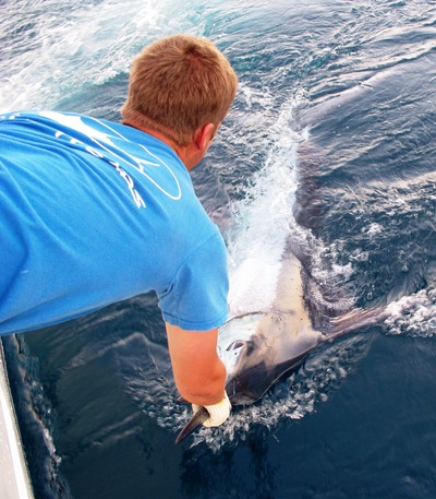 Mate Barry Bracknell releaseing a Blue Marlin to fight another day!