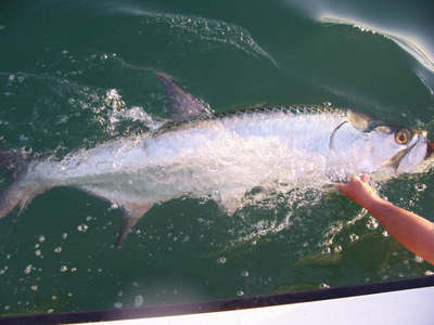 tarpon in the bay