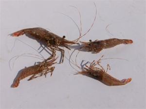 Coonstripe Shrimp