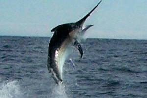 marlin