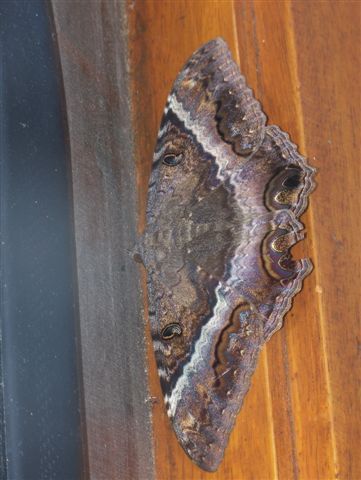 Moth was 5 to 6 inches long